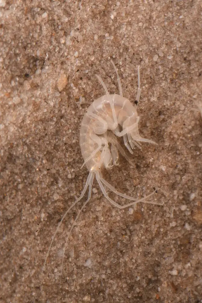 Cape Cave Amphipod