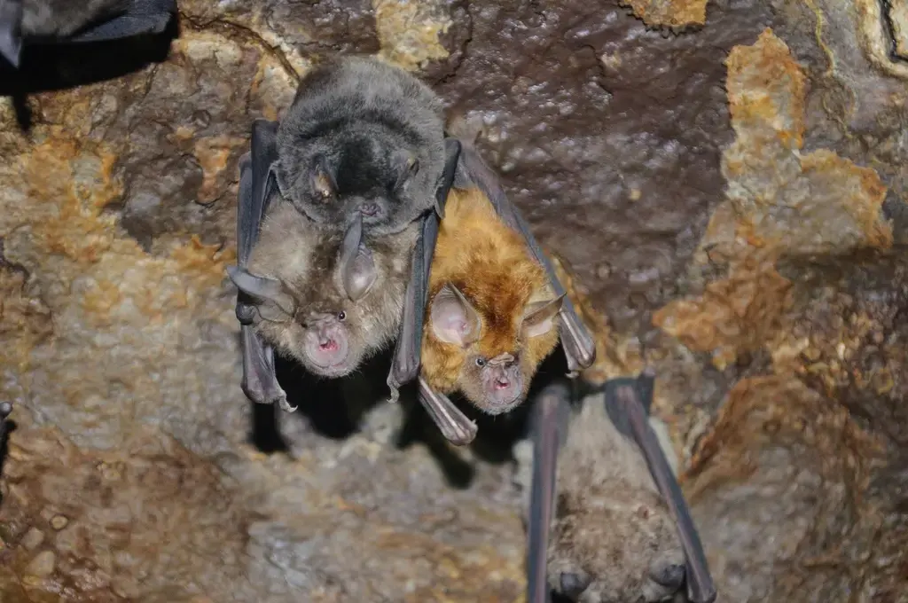 Horseshoe bats