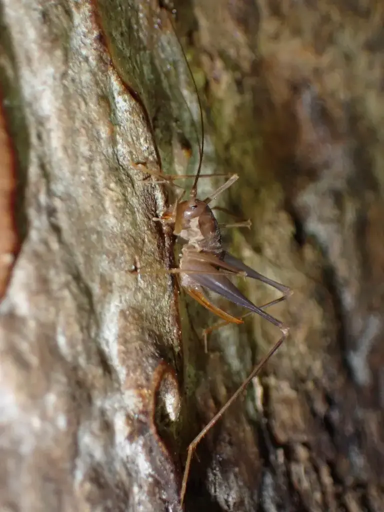 Table Mountain Cave Cricket
