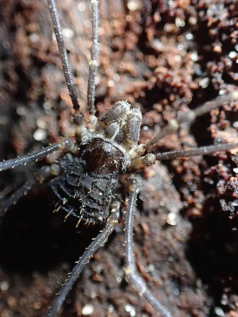 Harvestmen