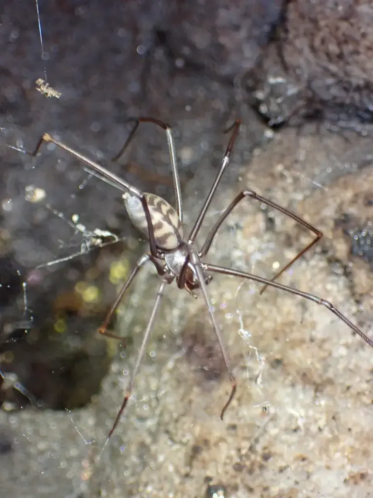 Peninsula False-Violin Spider