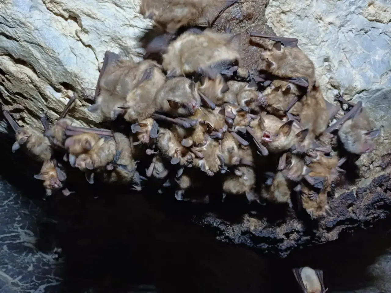 Egyptian Slit-Faced Bats