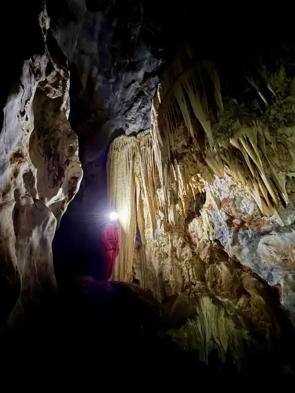 Cave fauna